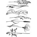 Woodware Polymer Stamp Rushes & Grasses A5 Clear | Set of 7